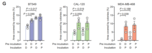 Figure 3: Colony formation assay quantification performed on three TNBC cell lines pre-incubated for 2 days, seeded at 500 cells/well (n=3), and incubated for 12 days in DMEM-F12 (D) or Plasmax™ (P) as indicated. Each dot represents an independent experiment, and P values refer to a two-tailed t test for paired homoscedastic samples. Adapted from Vande Voorde et al. PMID: 30613774, Figure 1G.
