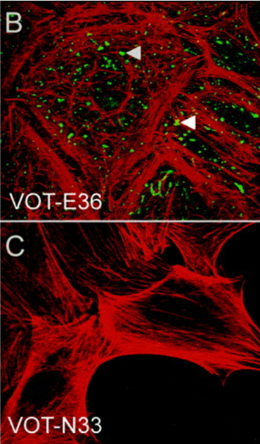 Image: Expression of the β4 integrin subunit in VOT-N33 and VOT-E36. (Adopted from Lawoko-Kerali et. al. 2004. Dev Dyn. 231(4):801-14. PMID: 15499550 Fig.2 B, C)