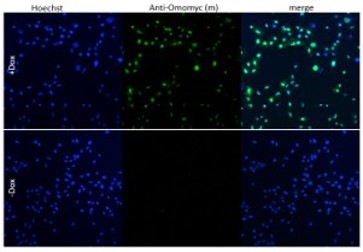 Image: A549 cells with Doxycycline-inducible Omomyc were orthotopically implanted into recipient mice. After treatment with Doxycycline, lung tissue was collected and FFPE lung sections were stained with anti-Omomyc monoclonal [21-1-3].