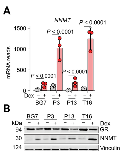 Figure 1. Dex induces NNMT expression at both transcription and protein level. (E) NNMT mRNA expression in glioblastoma cell lines after 3 days of vehicle (Veh) or 0.1 μM Dex treatment showed upregulation of NNMT across models. Transcriptional induction was confirmed at the protein level by (F) Western blot analysis of NNMT and glucocorticoid receptor (GR). GR is the intracellular receptor that mediates Dex signalling and transduces its transcriptional effects. Vinculin is shown as a loading control. Taken from Allega, M. F., et al., 2026.