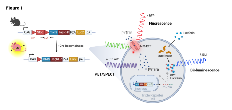 R26LSL-NRL conditional triple-reporter mouse. Schematic of the transgene CAG-LSL-mNIS-RFP-P2A-Luc2 in the Rosa26 locus. Cre recombination deletes the lox-STOP-lox (LSL) sequence and switches on functional mNIS, TagRFP and Luc2 activities in the reporter cell of interest, which mediates corresponding [18F]tetrafluoroborate ([18F]TFB) PET, RFP fluorescence, and luciferin bioluminescence for multimodal imaging.