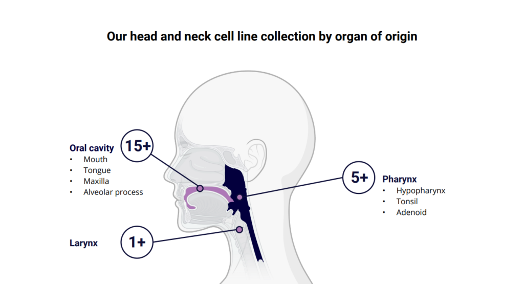 Head and Neck cell line collection by organ of origin
