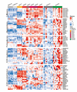Figure 5A from Maniati et al., 2020