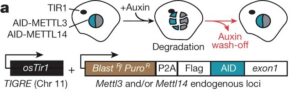 Mettl3-AID; Metll14-AID cell line
