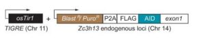 Zc3h13-AID cell line