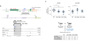 Chic1CBS-KO mouse. Inversion of Linx cluster of CTCF sites leads to Xist upregulation in cis. (A) The Linx locus