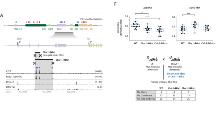 Chic1CBS-KO mouse. Inversion of Linx cluster of CTCF sites leads to Xist upregulation in cis. (A) The Linx locus
