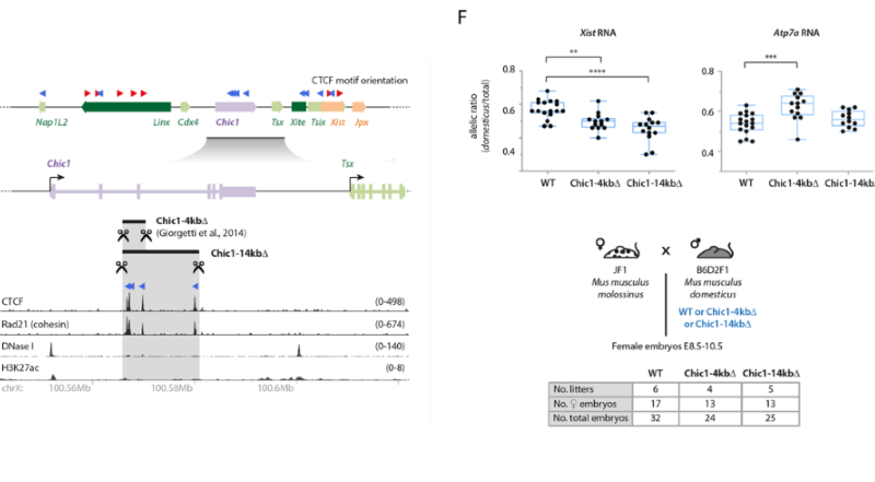 Chic1CBS-KO mouse. Inversion of Linx cluster of CTCF sites leads to Xist upregulation in cis. (A) The Linx locus, CTCF binding, and orientation of CTCF motifs associated with CTCF ChIP-seq peaks. The red and blue arrowheads indicate the orientation of the CTCF motif (orientated left or right, respectively). The targeted inversions Linx-25 kb-INV and Linx-51 kb-INV are indicated. (F) (Up) RNA allelic ratios for Xist and the X-linked gene Atp7a. Each black dot corresponds to a single female embryo. Box-and-whisker plots indicate median, interquartile range and min/max values, with blue and red plots indicating paternally or maternally inherited alleles, respectively. (Down) Crosses used for analysis of RNA allelic ratios in female hybrid embryos inheriting the Mus musculus domesticus allele paternally (blue).