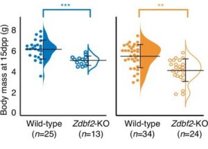Zdbf2-KO mouse. Half dot plot- half violin plot showing the weight distribution in 2-week-old males (left) and females (right) of WT and Zdbf2-KO genotypes. Statistical analyses were performed by a two-tailed