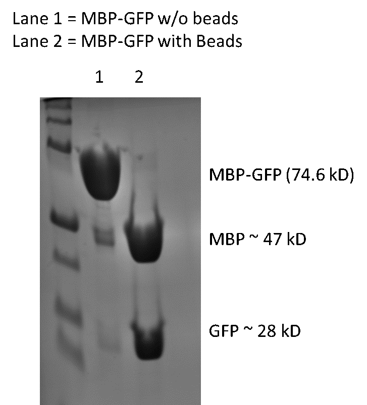 Confirmation of TEV Bead Activity with MBP-ENLYFQS-GFP (74.6 kD) test substrate. Two solutions were prepared; one with and one without the addition of TEV beads. After the beads are collected with a magnet; the sample solutions were run on SDS-PAGE and stained with Coomassie. Lane 1 shows the solution without TEV beads with a band at 74.6 kD. Lane 2 is the solution with active beads which shows two prominent bands at 47 and 28 kD (corresponding to MBP and GFP; respectively).
