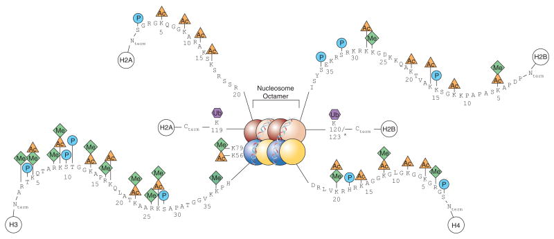 Image: A diagram showing a full nucleosome with including the histone PTMs on their respective histones. Taken from Keppler, Brian & Archer, Trevor. (2008). Chromatin-modifying enzymes as therapeutic targets – Part 1. Expert opinion on therapeutic targets. 12. 1301-12. 10.1517/14728222.12.10.1301.