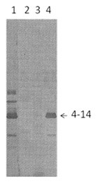 The antigens used were gradient-purified RSN-2 virus in lanes 1 and 4; partial purified PVM (lane 2) and BRS virus (lane 3). First antibodies
