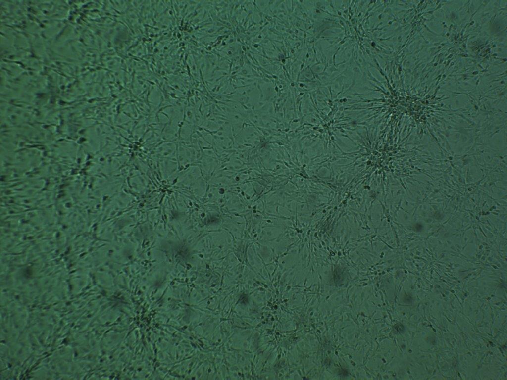 KPC Cell Line (C57/BL6 genetic background) cell sheet monolayer
