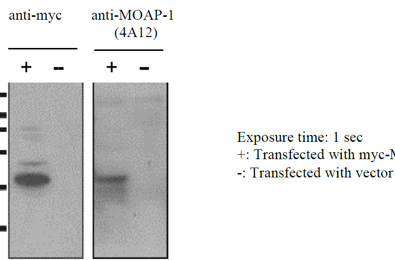 Western blot analysis of lysates prepared from U20S cells transfected with myc-MOAP-1 (+) or vector control (-). Detection was performed using an anti-Myc antibody or anti-MOAP-1 [4A12]