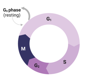 Image: Schematic of the cell cycle showing G1, S, G2 and the M phases with Go representing the resting phase. Created using Biorender.