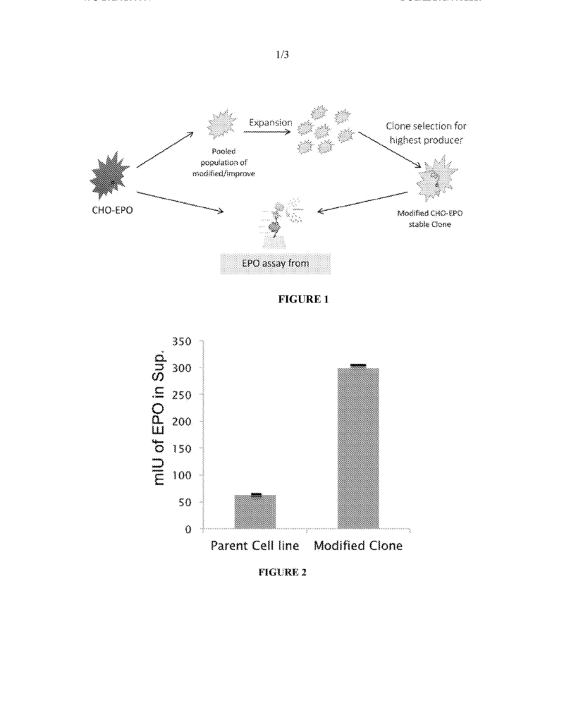 Recombinant CHO-K1 cell line with integrated Technology for enhanced production of second generation Human Erythropoietin protein called Darbepoetin (Darbe), in Adherent Cells