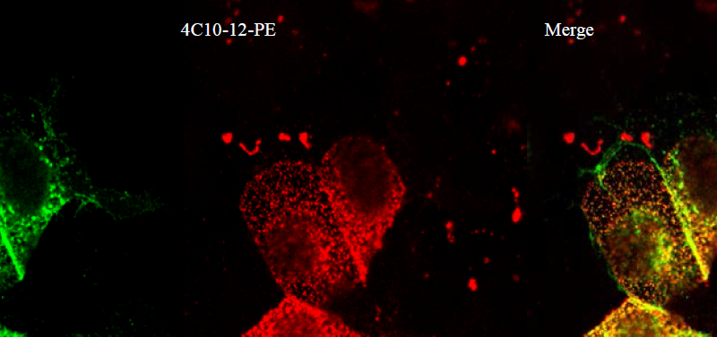 Cos cells expressing exogenously expressed GFP-tagged Claudin-16 (left most pane) were immunolabelled using anti-Claudin 16 [4C10] (middle). A merge of both signals shows overlapping staining.