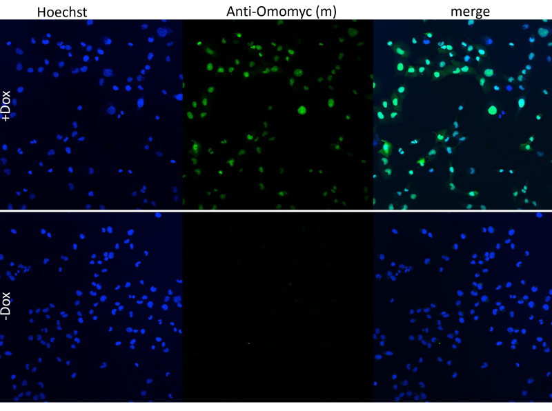 Cells stained with anti-omomyc