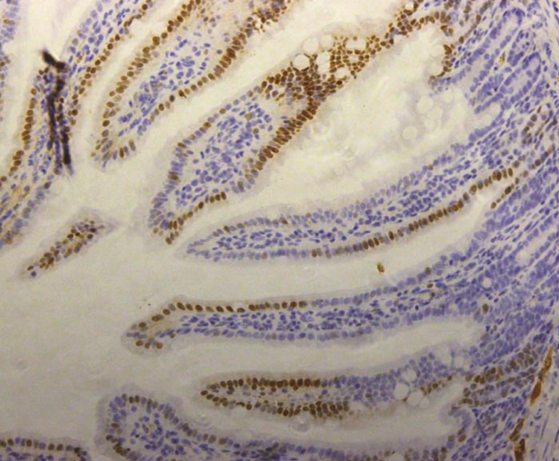 IHC staining of mouse duodenum with omomyc antibody