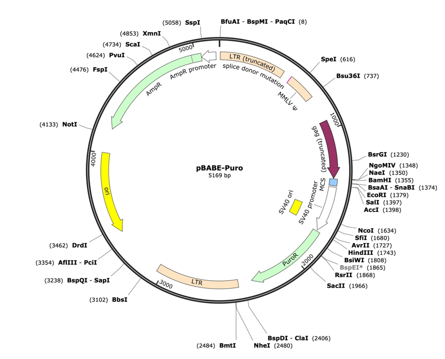 Figure Legend: pBABE vector map generated with Snapgene.