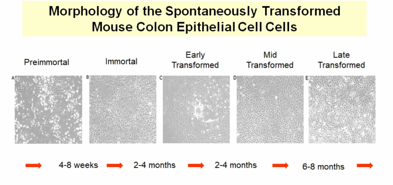 NCI-HPN-Colon cell line by Nicole McNeil Ford
